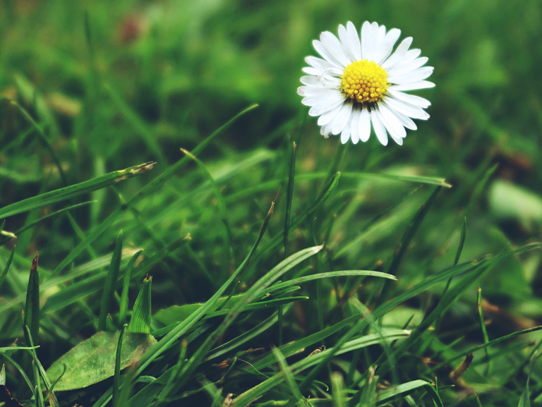 Bellis perennis L.